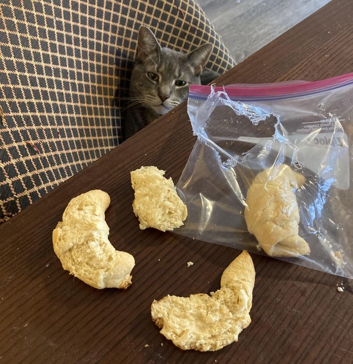 кот и погрызанный хлеб на столе