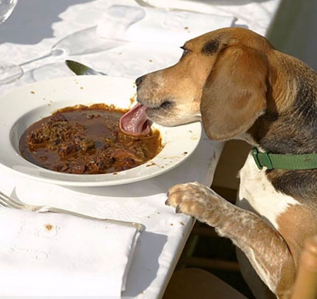 собака ест из тарелки на столе