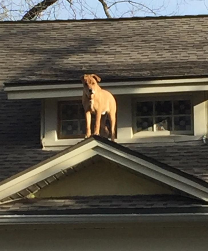 рыжий пес на козырьке крыши