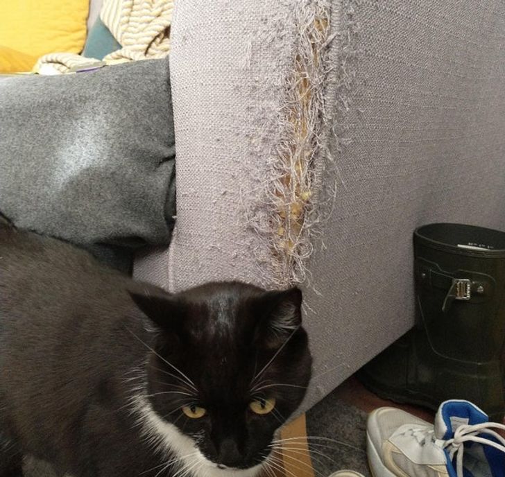 черный кот рядом с серым диваном