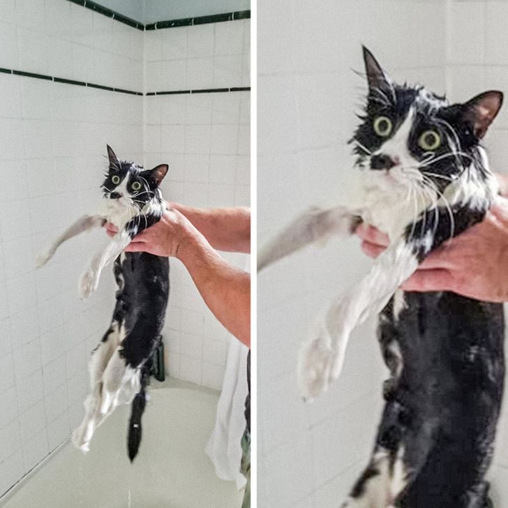 мокрый черно-белый кот в руках
