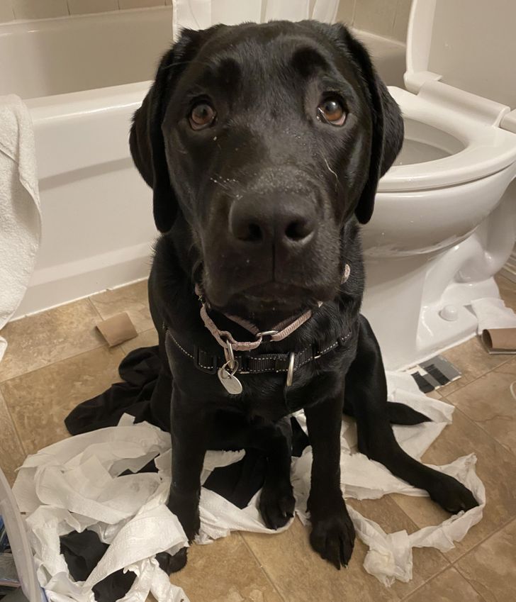 черный лабрадор сидит в ванне на туалетной бумаге