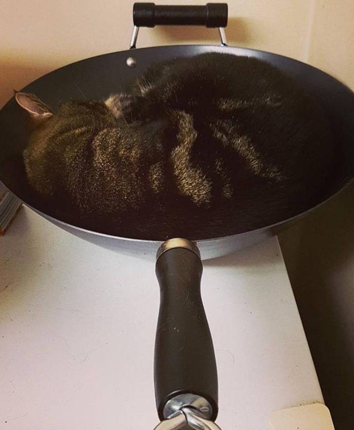 кошка спит в сковороде
