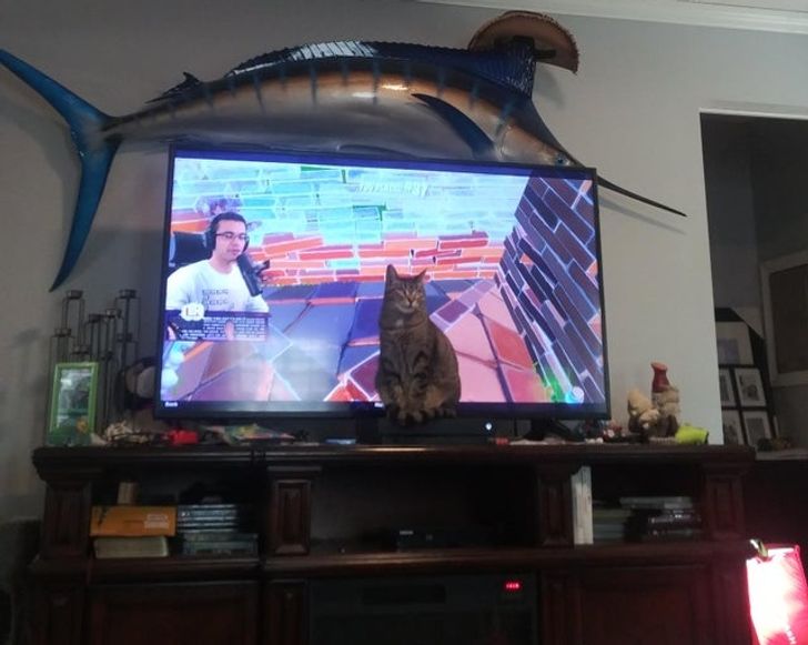 кошка сидит перед телевизором