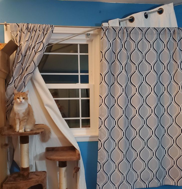 рыжий кот сидит рядом с оборванной шторой