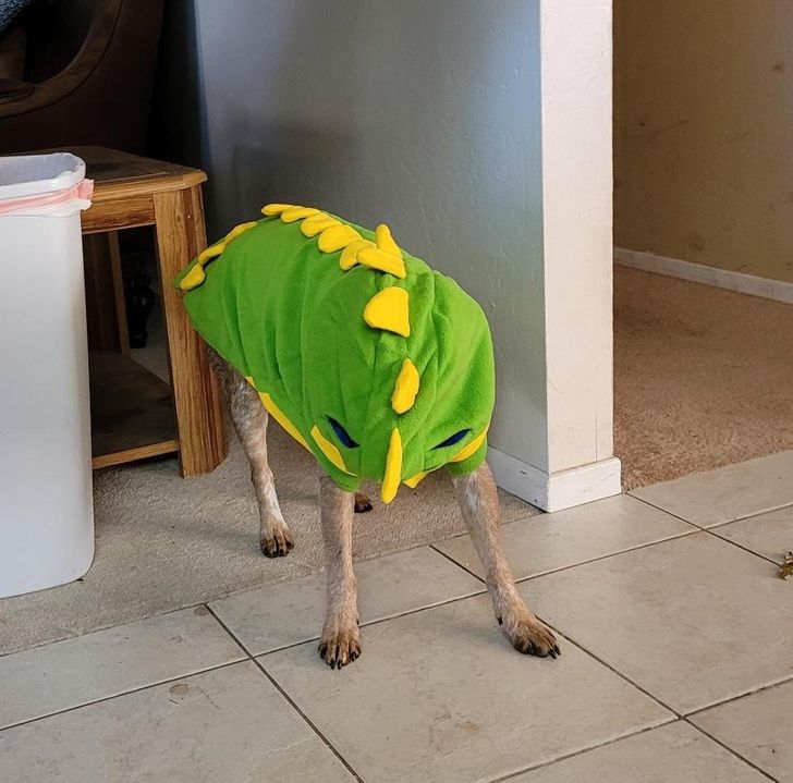 собака в зеленом костюме дракона