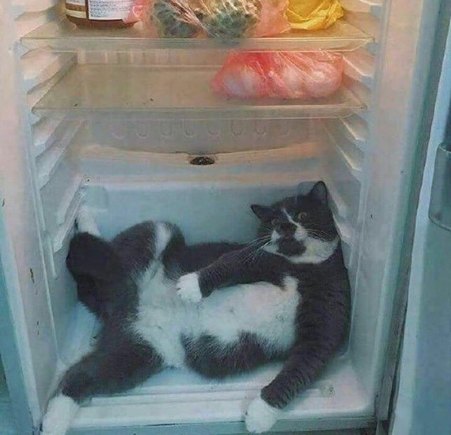 черно-белый кот в холодильнике