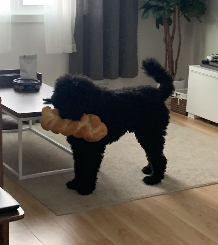 черная собака держит в зубах хлеб