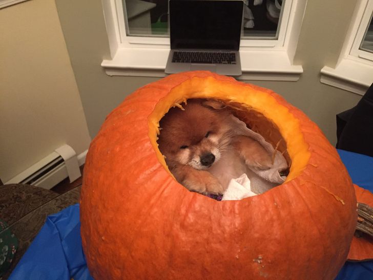 собака спит внутри тыквы