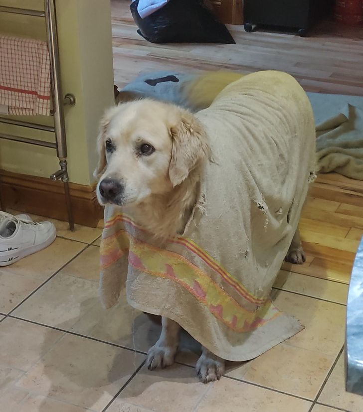 собака в полотенце