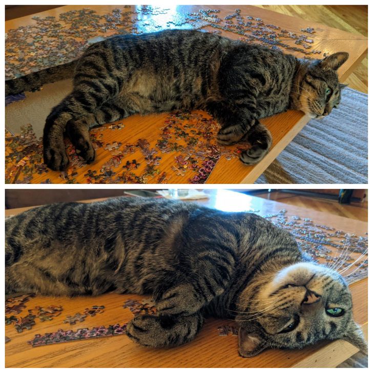 полосатый кот лежит на столе на пазлах