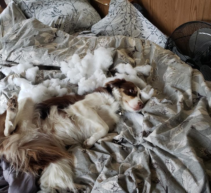 собака лежит на кровати