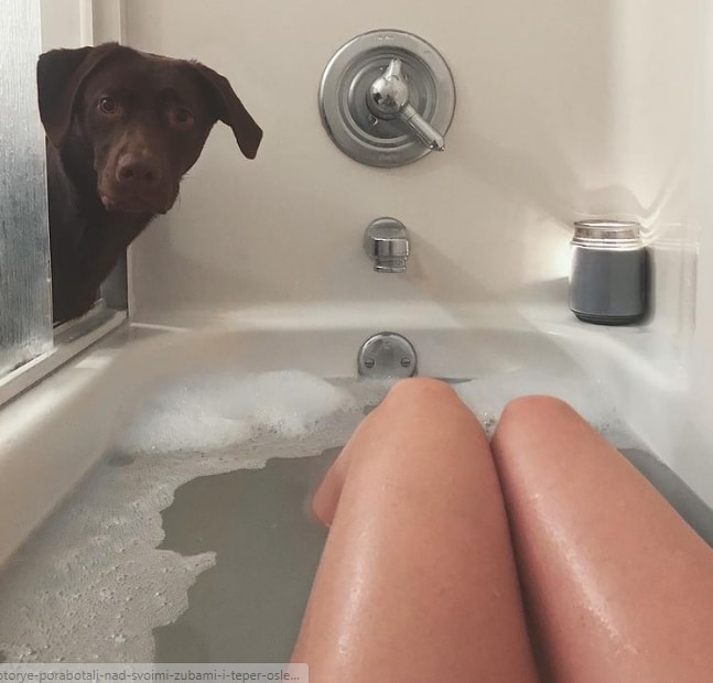 лабрадор смотрит на хозяйку в ванне