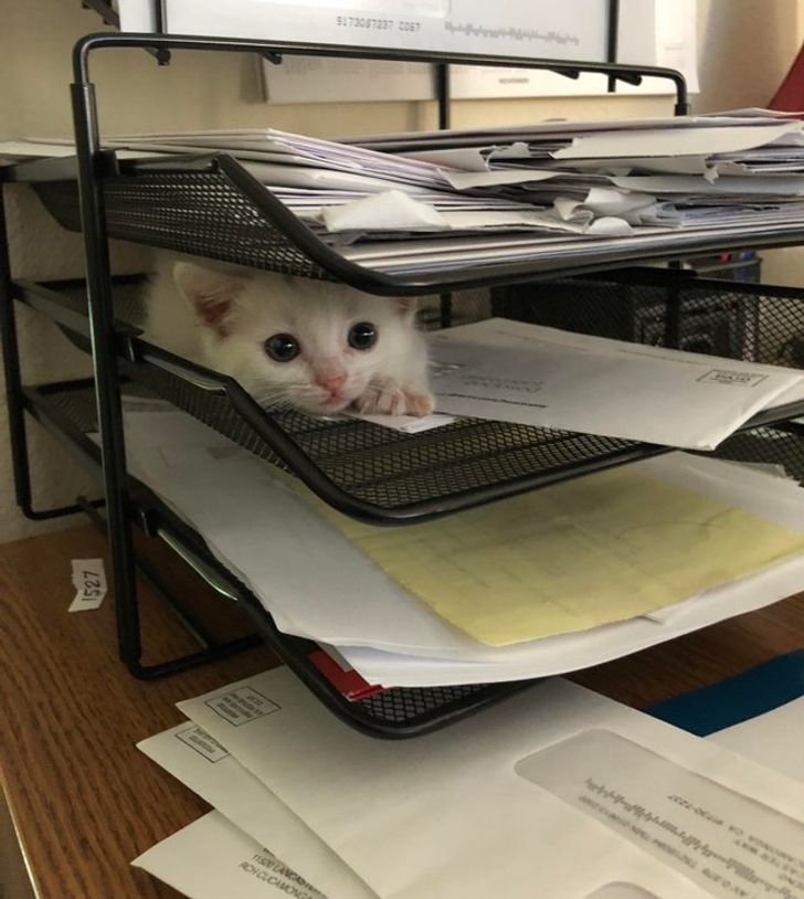 белый котенок на подставке для бумаг