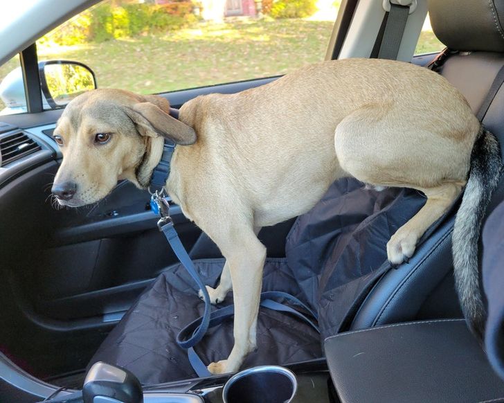 собака на переднем сидении в авто
