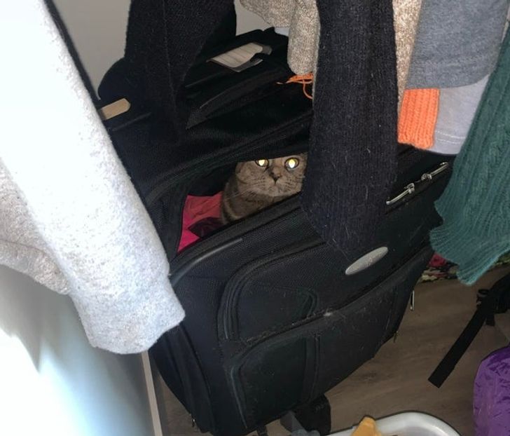 кошка сидит в чемодане в шкафу