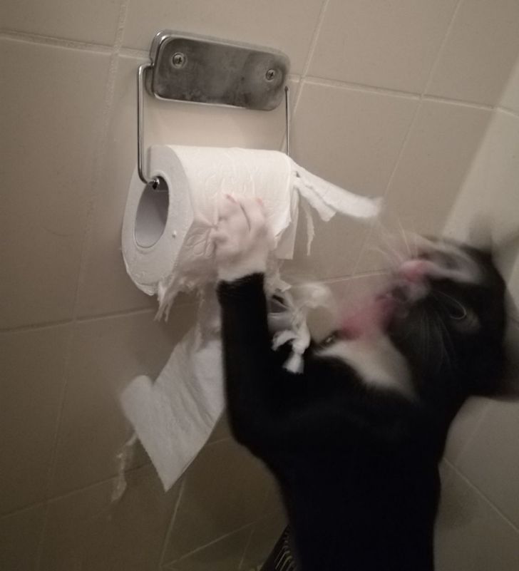 черный кот дерет рулон туалетной бумаги