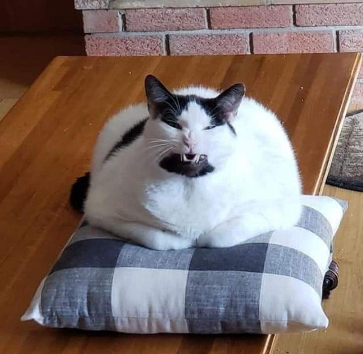 черно-белая кошка лежит на столе