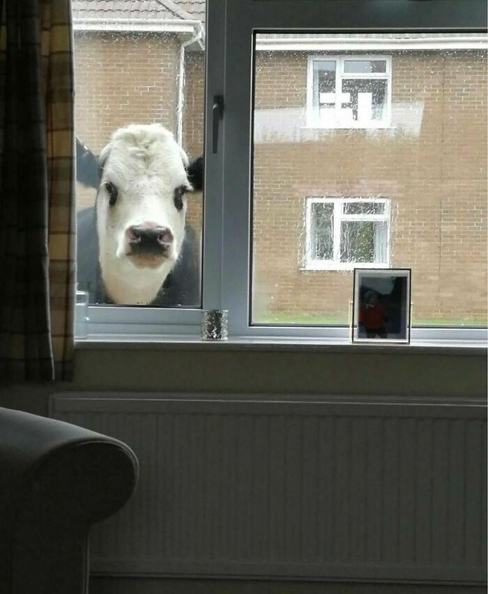 корова заглядывает в окно