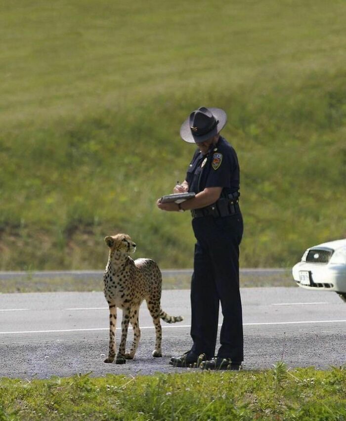 полицейский и гепард на дороге