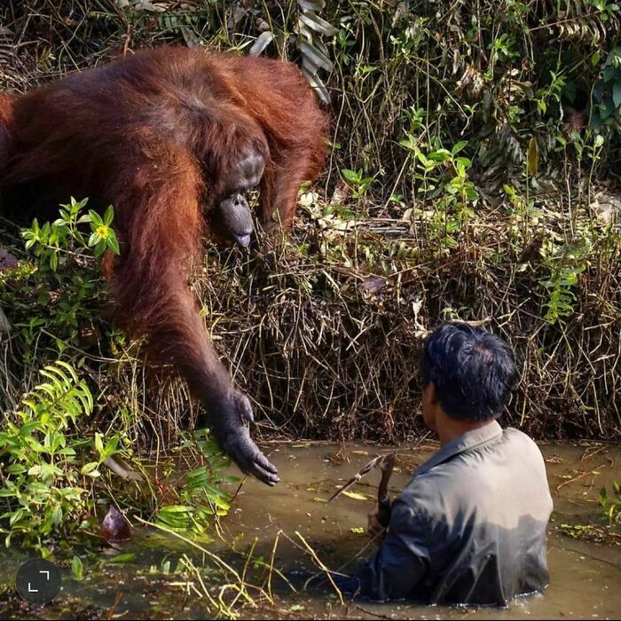 орангутан тянет руку к мужчине в воде