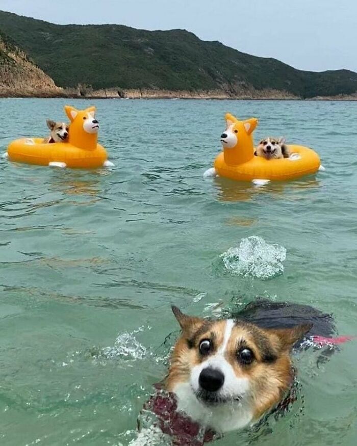 собаки на надувных кругах в море