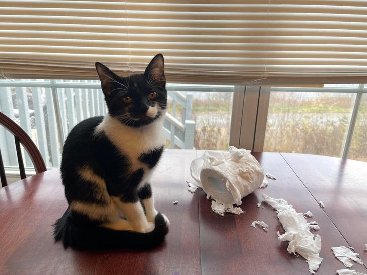 черно-белый котенок на столе с туалетной бумагой