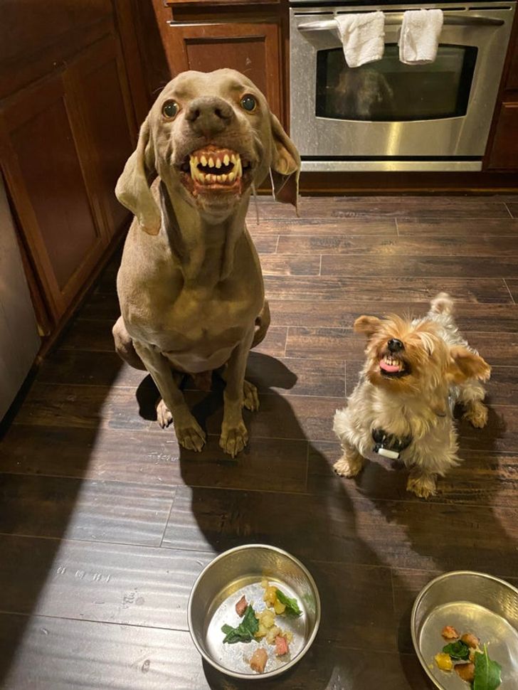 две собаки на полу в кухне