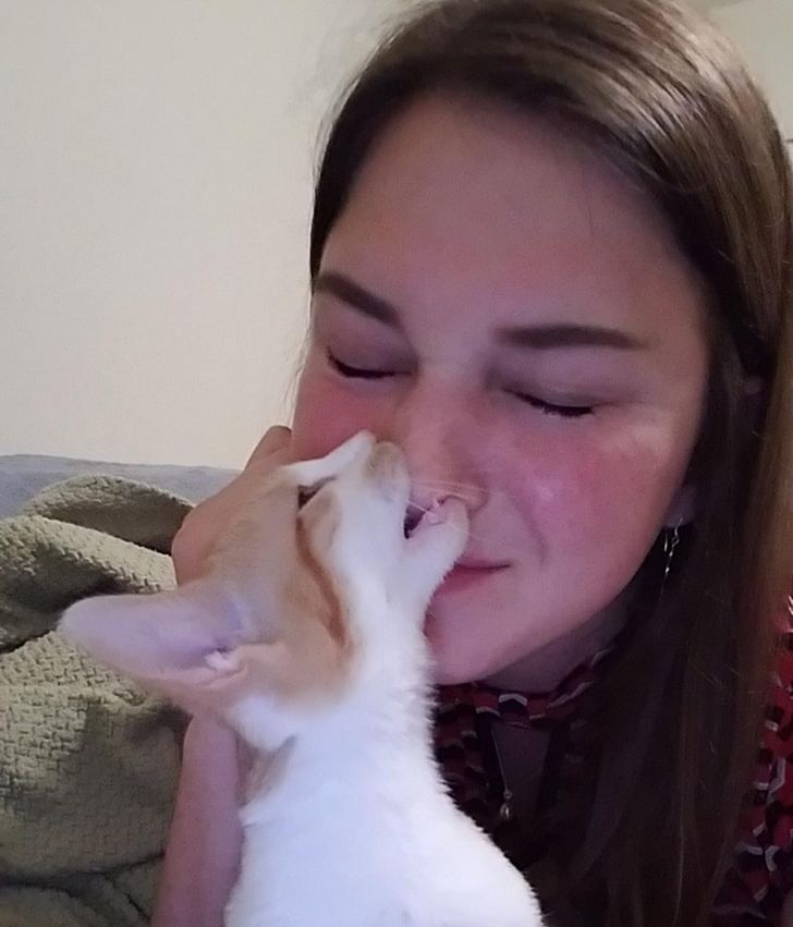кот кусает девушку за нос