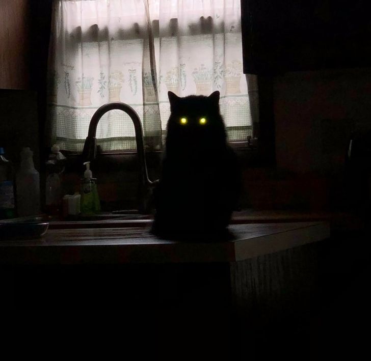 кот ночью в кухне на столе