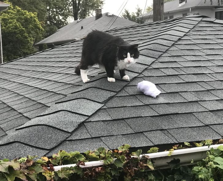 черно-белый кот и белые носки на крыше