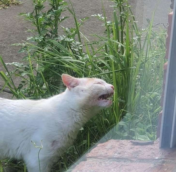 кошка грызет траву