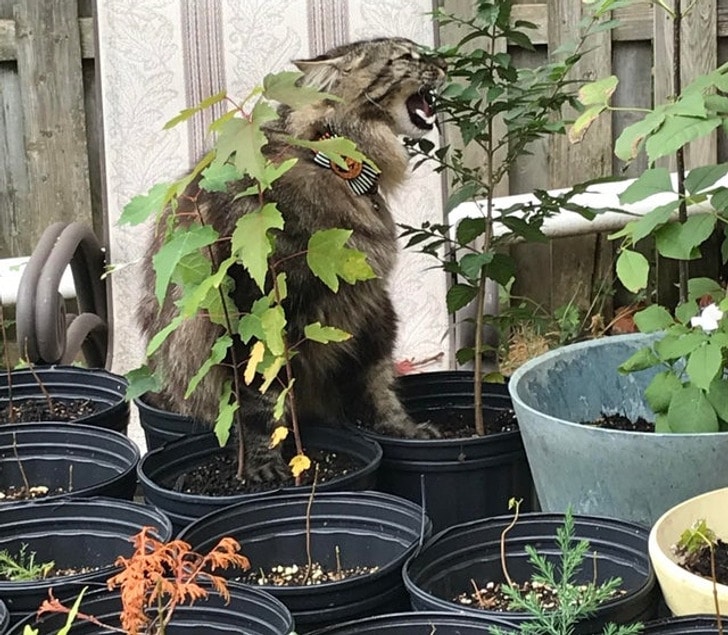 кот ест растения в горшках
