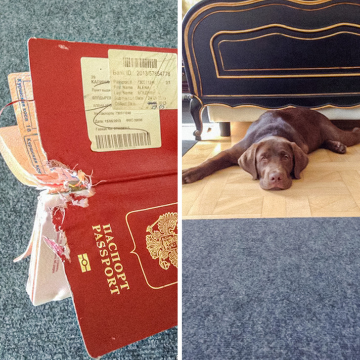 разорванный паспорт и пес