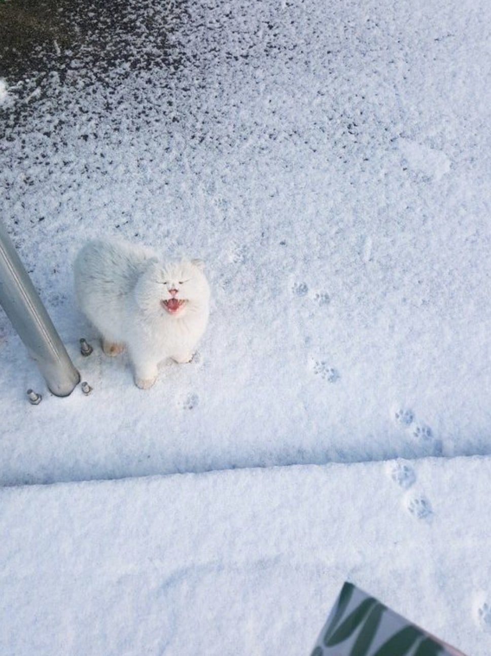 белый кот орет на снегу