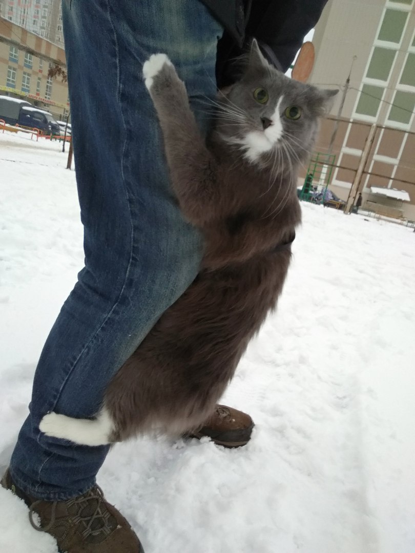 серый кот висит на джинсах хозяина