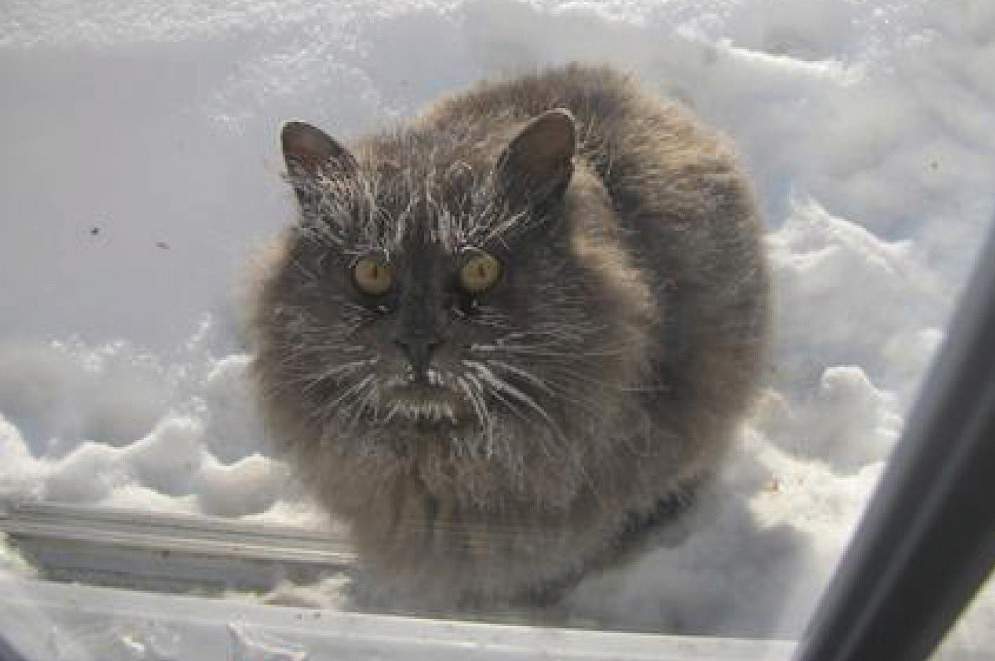 пушистый серый кот за окном