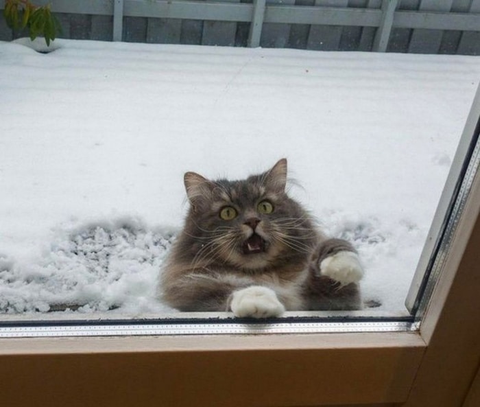 10+ фото котов, которые всей душой не любят зиму и снег нравится, котов, солнце, домой, TwitterИ, пожалеет9, дверь, безопасное, Единственное, нравиться13, может, такое, холоднофото, Почему, коекто, немедленно12, PikabuОткройте, сказал, слышитефото, ImgurИ
