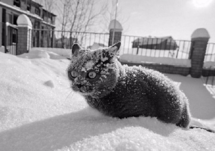 замерзший серый кот в снегу