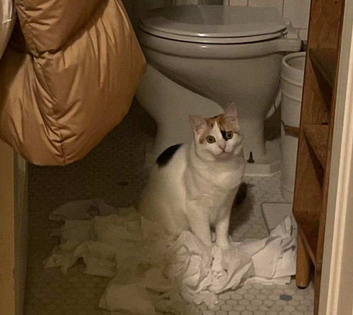 кот сидит в туалете на туалетной бумаге