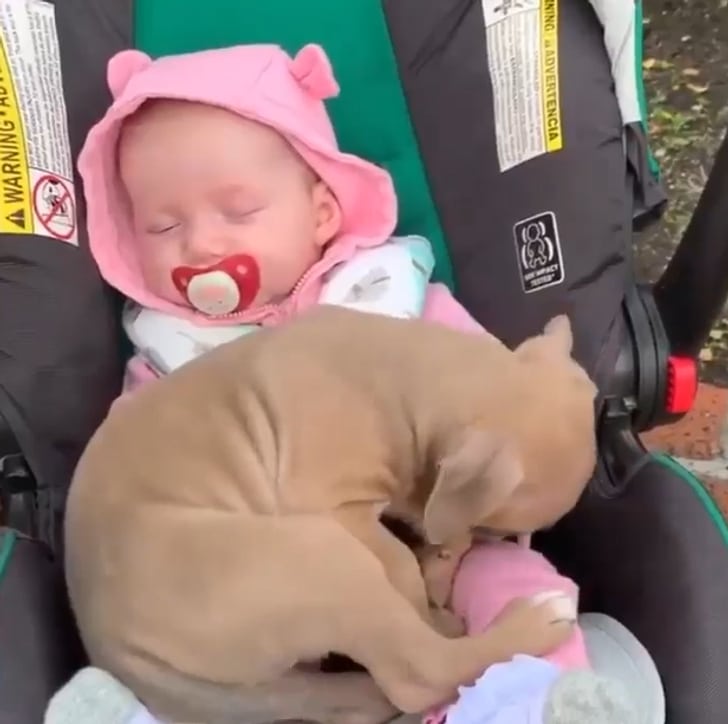 щенок спит на девочке в коляске