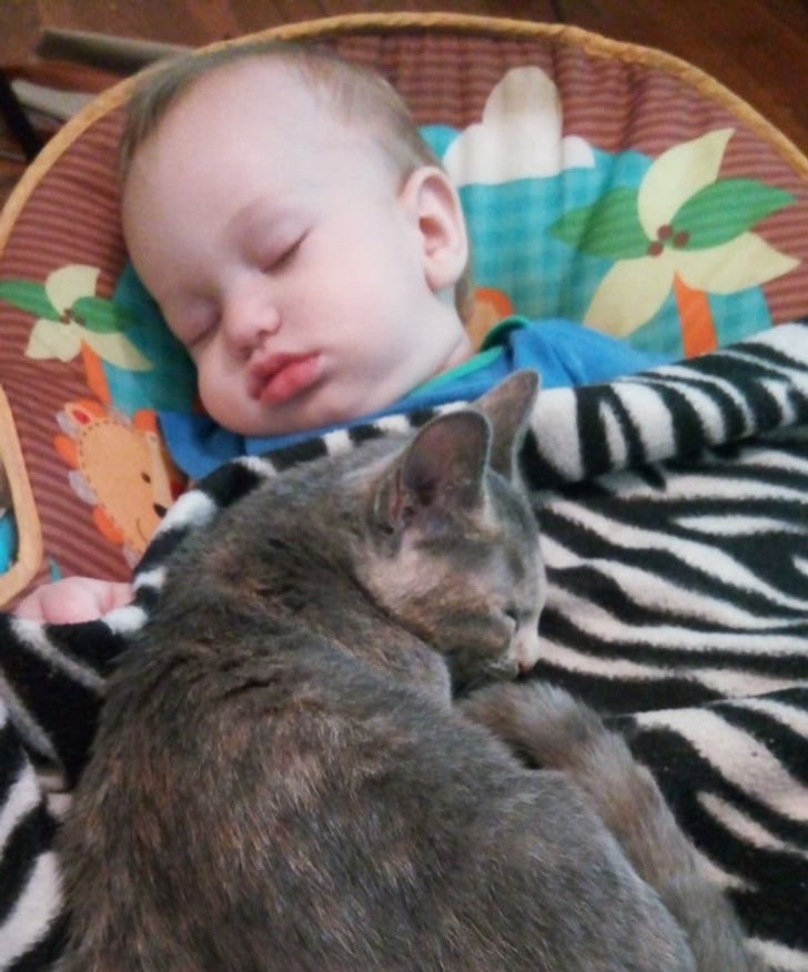 серая кошка спит с маленьким мальчиком