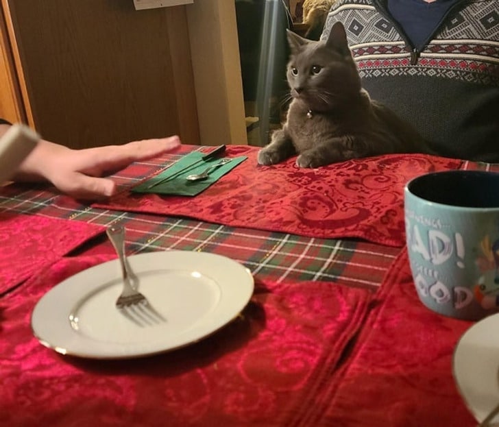 серая кошка сидит за столом