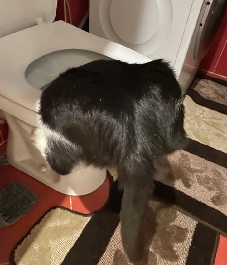 черно-белый кот пьет из унитаза