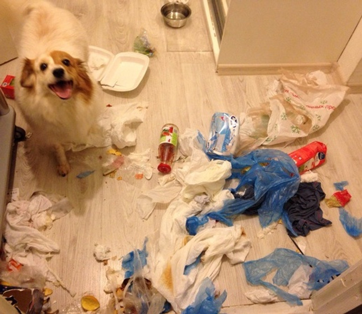 собака и мусор на полу