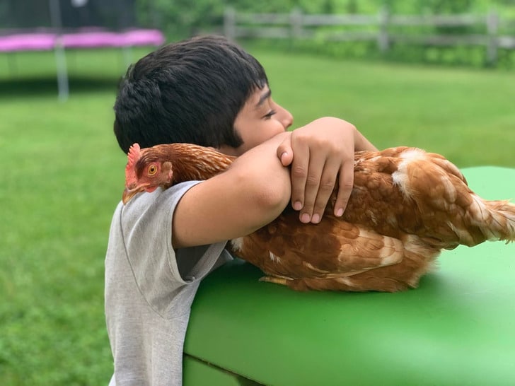 мальчик обнимает курицу