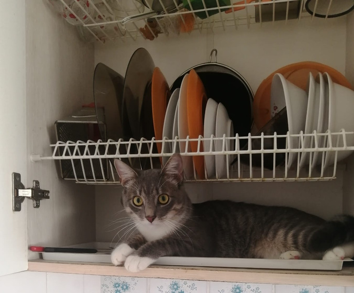 кот лежит рядом с посудой в сушилке