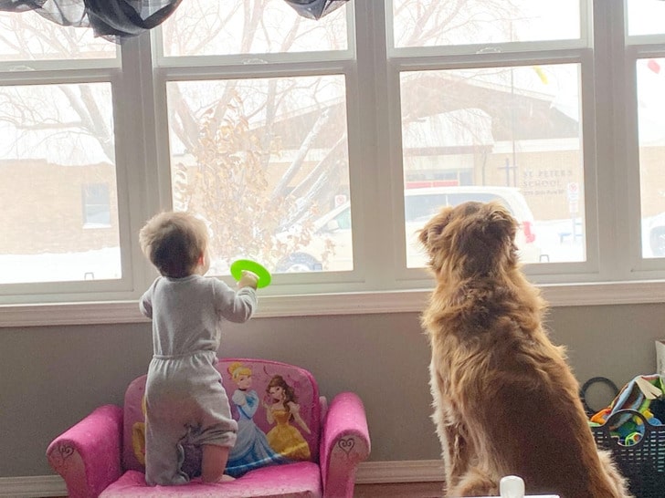ребенок и золотистый ретривер смотрят в окно