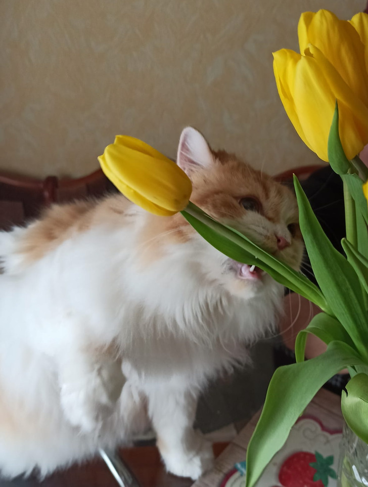 рыже-белый кот жует желтые тюльпаны 
