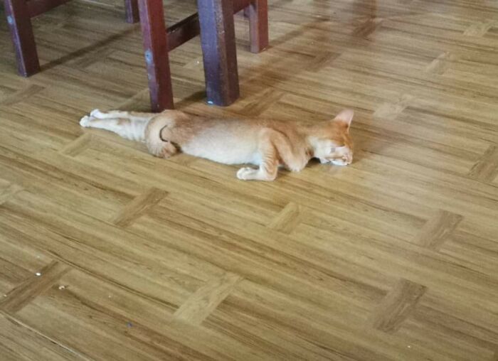 рыжий кот лежит на полу